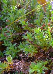 Veronica linifolia. Habit. Arthur's Pass, Canterbury.
 Image: P.J. Garnock-Jones © Te Papa CC-BY-NC 3.0 NZ